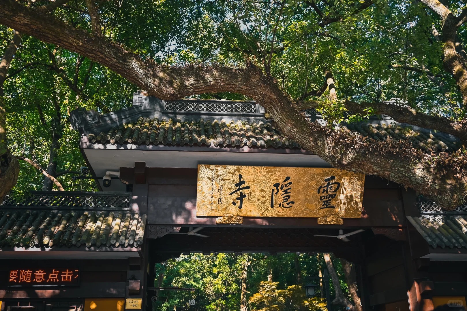 Longjing Tea Plantation